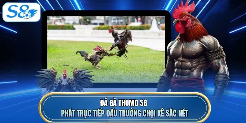 Đá gà Thomo S8 phát trực tiếp đấu trường chọi kê sắc nét